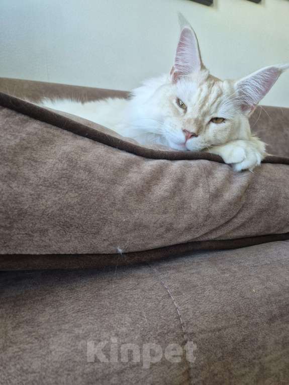 Кошки в других городах Московской области: Мейн-кун котёнок Мальчик, 55 000 руб. - фото 5