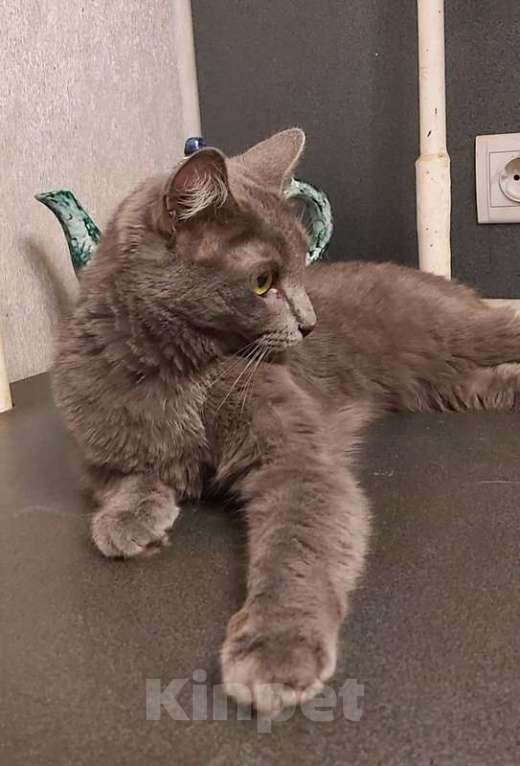 Кошки в Москве: Дымка, русская голубая в добрые руки.  Девочка, Бесплатно - фото 3