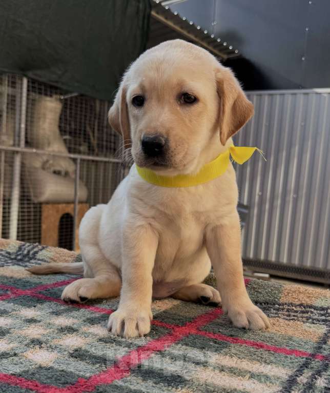 Собаки в Краснодаре: Щенок лабрадора палевый  Девочка, 25 000 руб. - фото 3