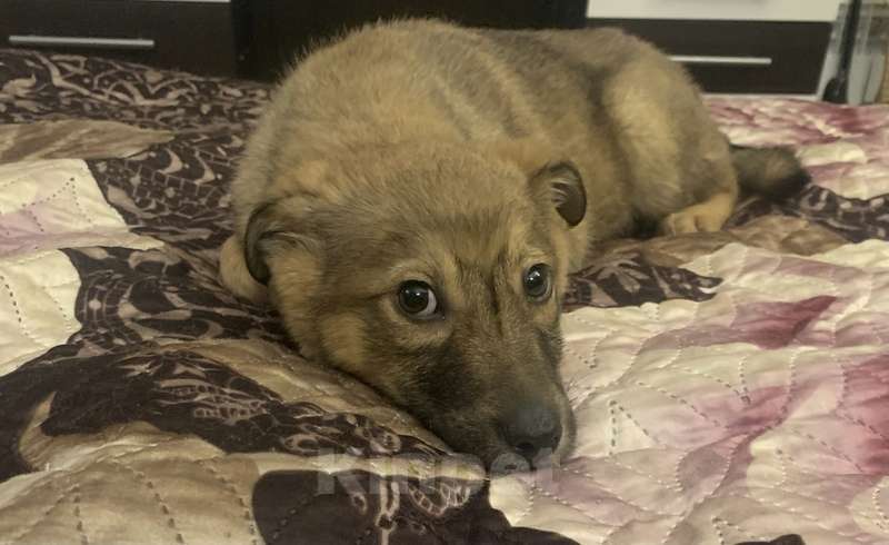 Собаки в Москве: Малыш щенок Тимон ждет своих чудеснейших пап, мам Мальчик, Бесплатно - фото 3