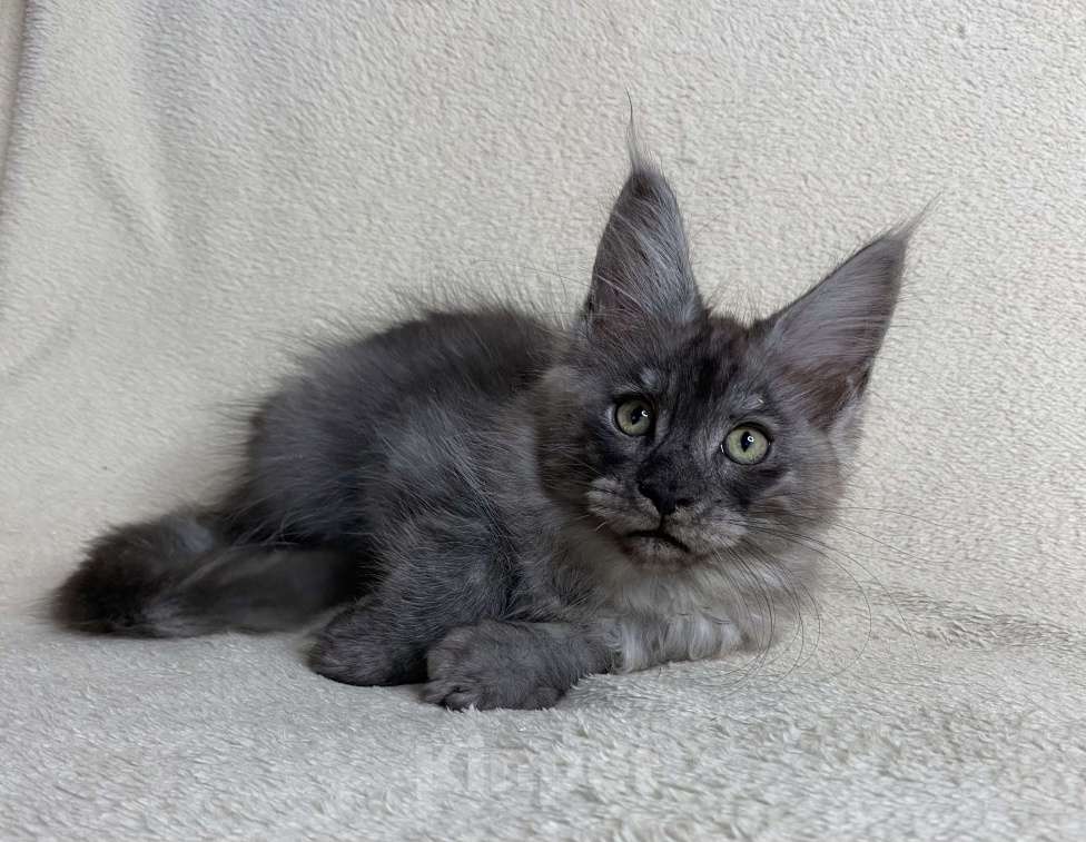Кошки в Дмитрове: Черный дымчатый мальчик мейн кун Veles Мальчик, 60 000 руб. - фото 5