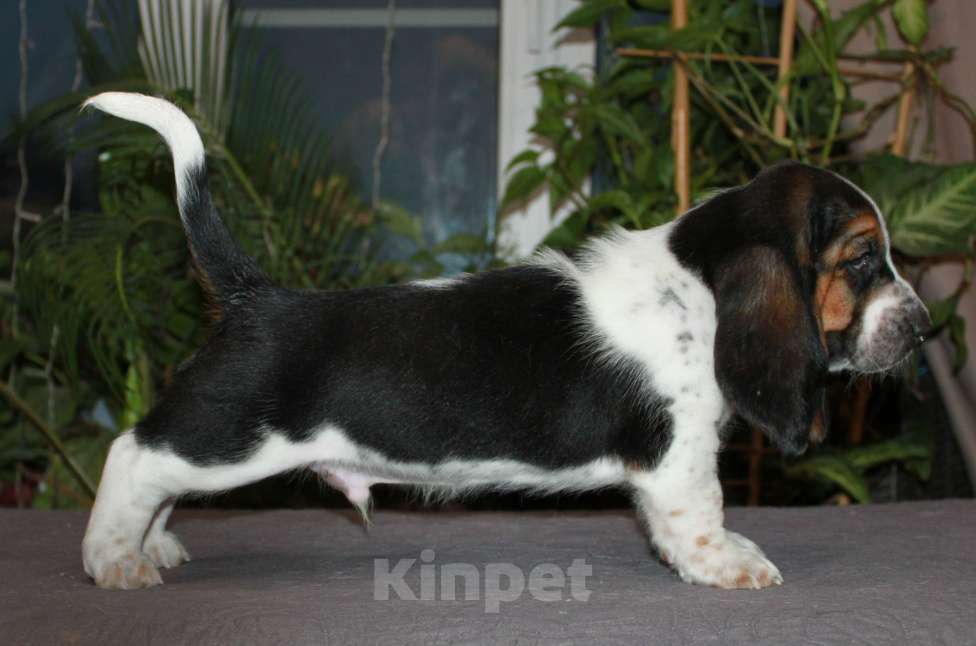 Собаки в Челябинске: Детки Бассет хаунд  Мальчик, 50 000 руб. - фото 4