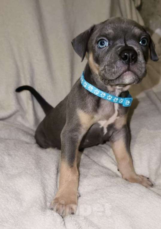 Собаки в других городах Ленинградской области: Шрам Мальчик, 45 000 руб. - фото 2