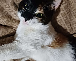 Кошки в Москве: Кошечка-подросток ищет дом Девочка, Бесплатно - фото 3
