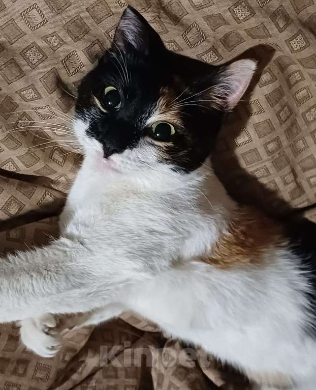 Кошки в Москве: Кошечка-подросток ищет дом Девочка, Бесплатно - фото 3