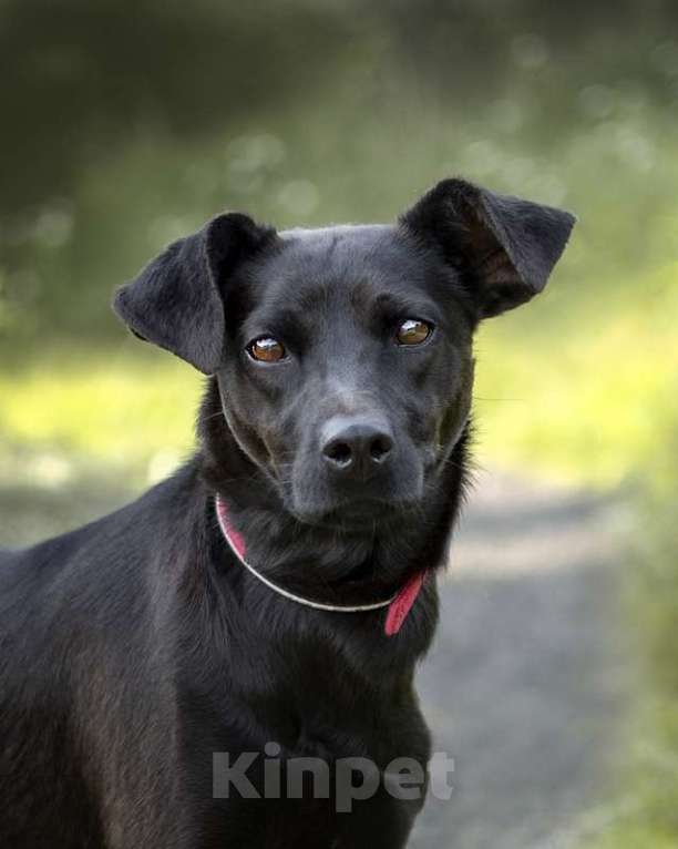 Собаки в Москве: Изящная черная собачка малышка Лили в добрые руки Девочка, Бесплатно - фото 5