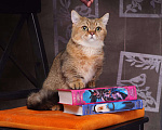 Кошки в Москве: Кот на вязку Мальчик, Бесплатно - фото 1