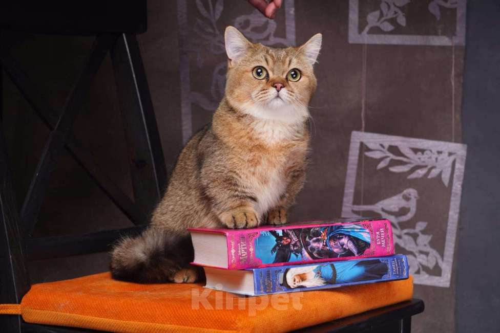 Кошки в Москве: Кот на вязку Мальчик, Бесплатно - фото 1