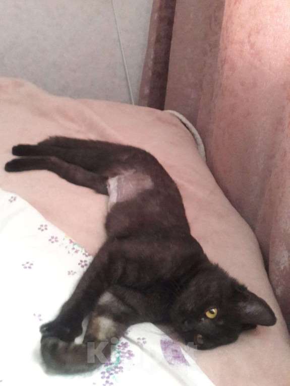 Кошки в Новосибирске: Кошка Девочка, Бесплатно - фото 3