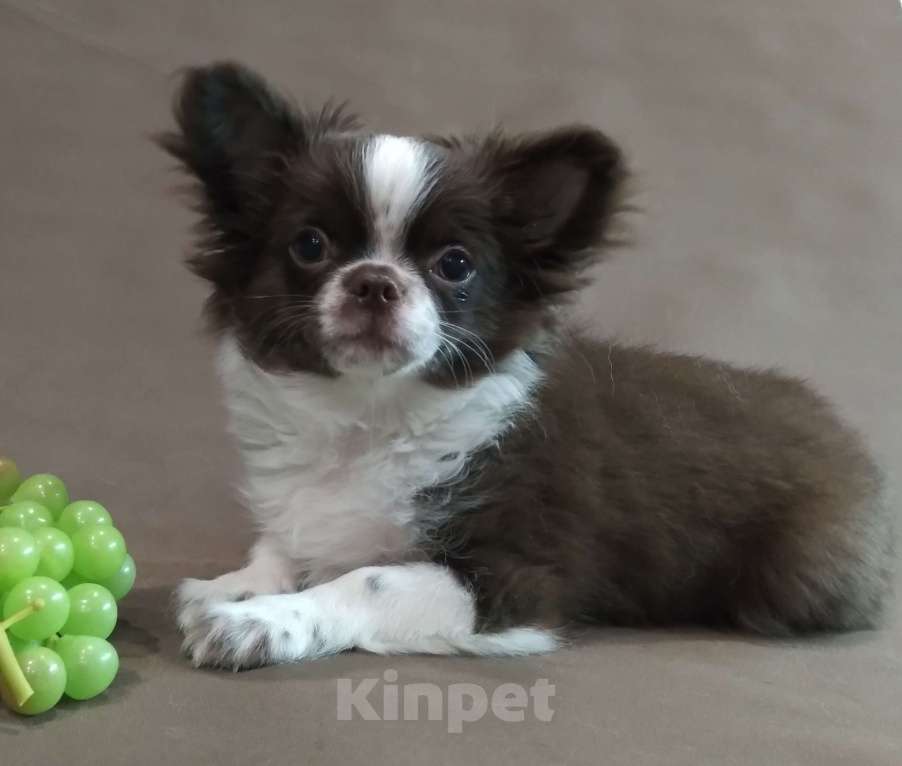 Собаки в Туле: Шоколадочка Девочка, 60 000 руб. - фото 2