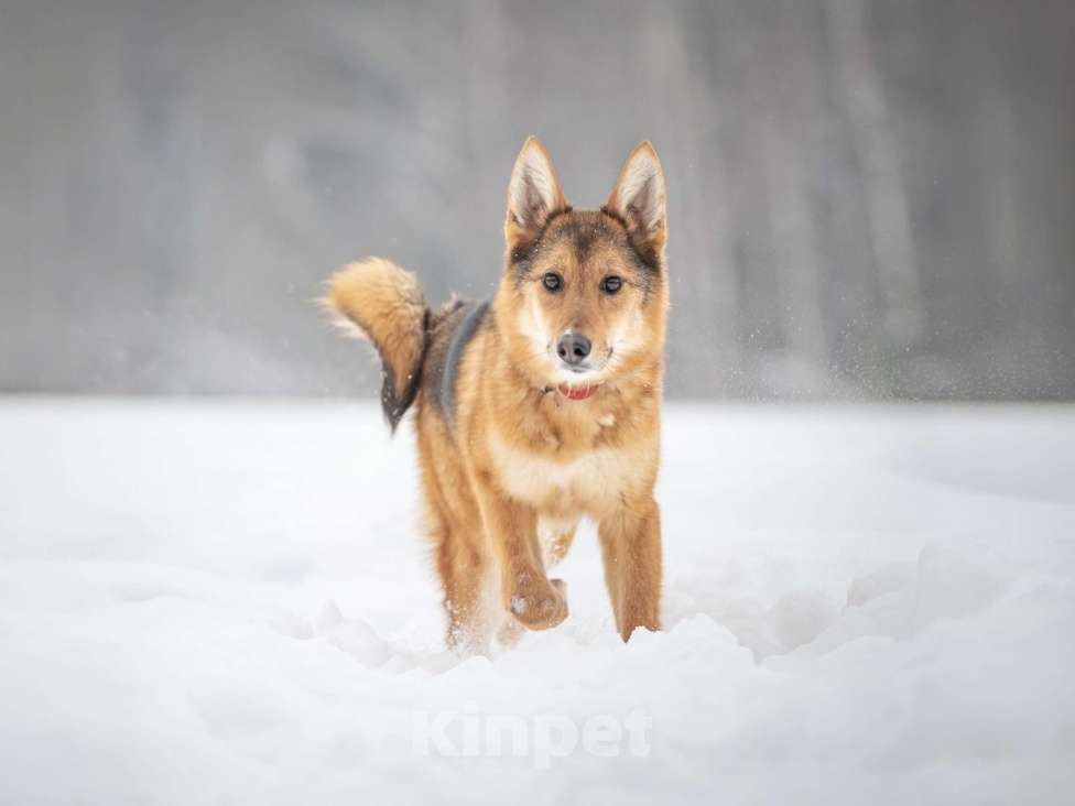 Собаки в Клине: Миндаль — милая карамельная очаровашка, которая ждёт своего Человека Девочка, Бесплатно - фото 1
