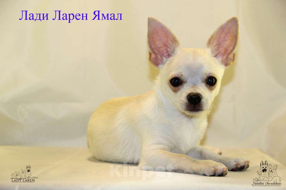 Собаки в Москве: Щенки чихуахуа Мальчик, Бесплатно - фото 3