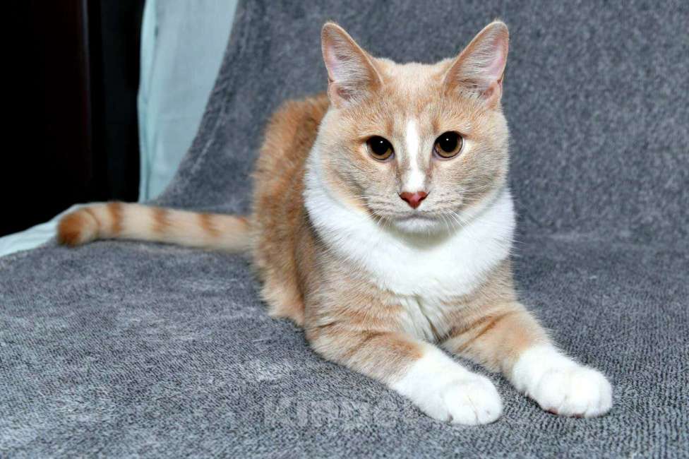 Кошки в Москве: Котик Персик в добрые руки  Мальчик, Бесплатно - фото 2