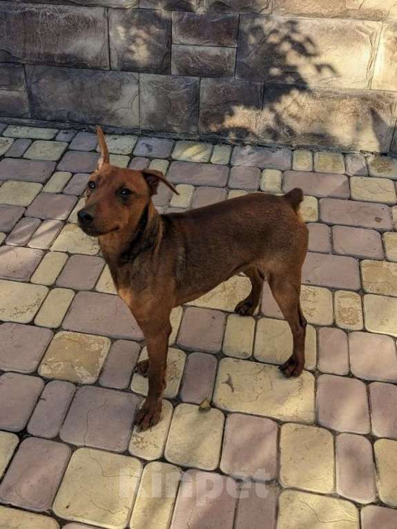 Собаки в Севастополе: Отдам в хорошие руки 🐾 Цвергпинчер Мальчик, Бесплатно - фото 1