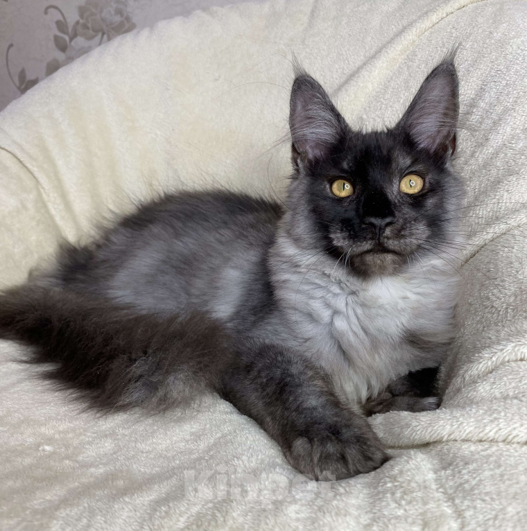 Кошки в Дмитрове: Черный дымчатый мальчик мейн кун Vitas Мальчик, 40 000 руб. - фото 1