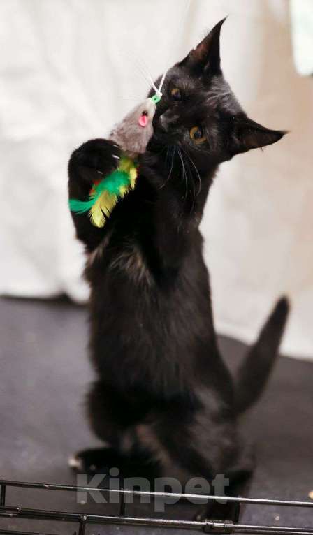 Кошки в Москве: Кари грустит и плачет в клетке Девочка, Бесплатно - фото 3