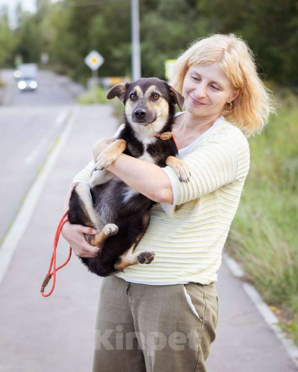 Собаки в Москве: Миниатюрная молодая девочка из приюта ищет дом Девочка, Бесплатно - фото 4
