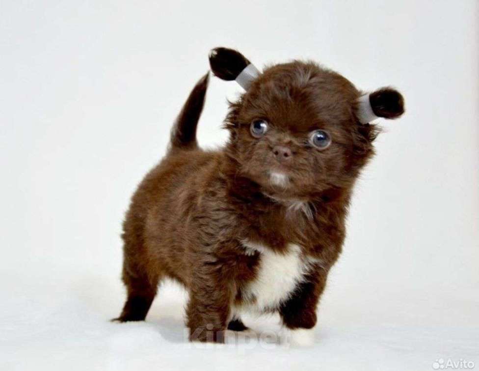 Собаки в Костроме: чихуахуа, щенок Девочка, 40 000 руб. - фото 2