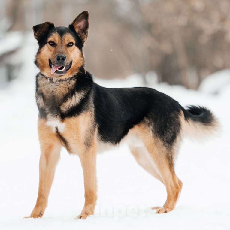 Собаки в Москве: Юстас Мальчик, Бесплатно - фото 3