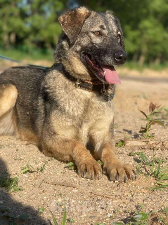 Собаки в Владимире: Альма в добрые руки Девочка, Бесплатно - фото 2