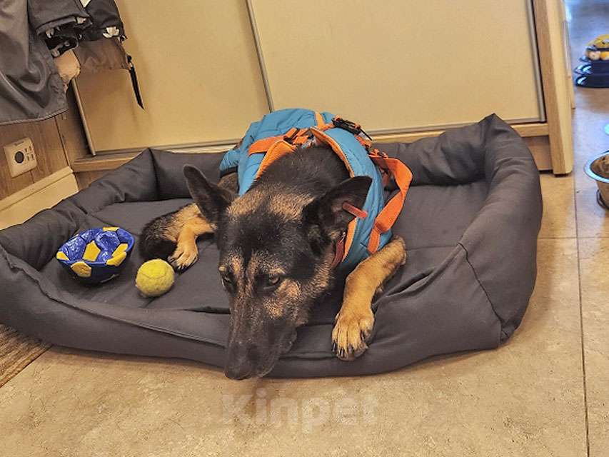 Собаки в Москве: Молодая собака Вита, немецкая овчарка ищет дом Девочка, 10 руб. - фото 4