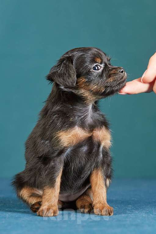 Собаки в Вологде: Русский той Девочка, Бесплатно - фото 5