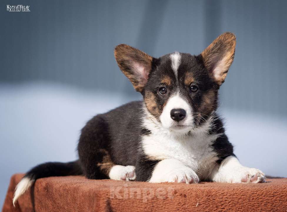 Собаки в Москве: Мальчик коржик Мальчик, Бесплатно - фото 3