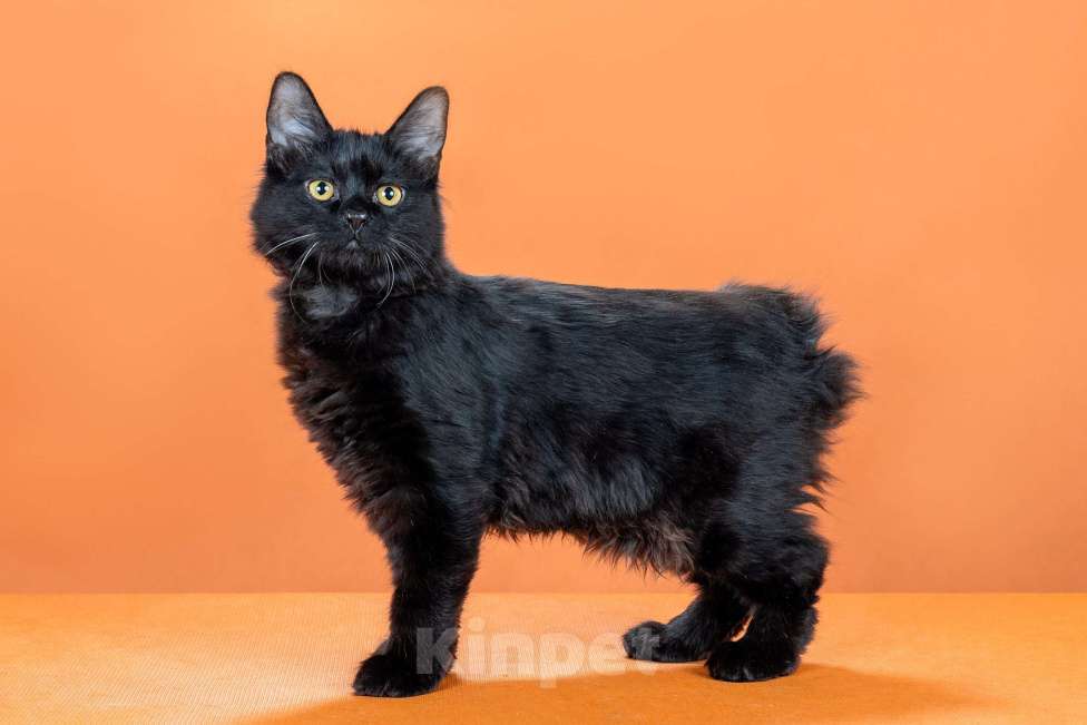 Кошки в Омске: кошечка курильского бобтейла Девочка, 30 000 руб. - фото 4