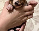 Собаки в Москве: Очаровательный малыш Басенджи Мальчик, 90 000 руб. - фото 3
