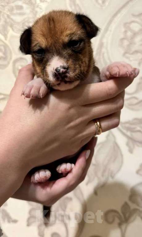 Собаки в Москве: Очаровательный малыш Басенджи Мальчик, 90 000 руб. - фото 3
