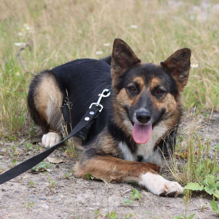 Собаки в Москве: Скромный пёсик ищет дом Мальчик, Бесплатно - фото 4