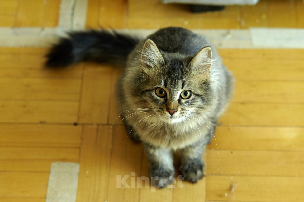 Кошки в Москве: мальчик 4 месяца Мальчик, Бесплатно - фото 1