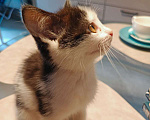 Кошки в Москве: Котёнок в добрые руки Девочка, Бесплатно - фото 3