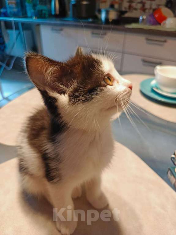 Кошки в Москве: Котёнок в добрые руки Девочка, Бесплатно - фото 3
