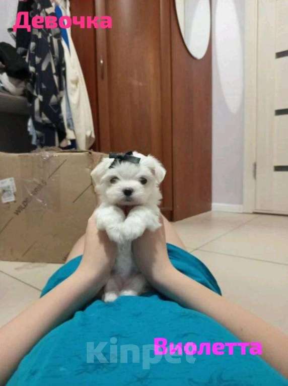 Собаки в Липецке: Мальтийская болонка щенки микро  Девочка, 10 руб. - фото 2