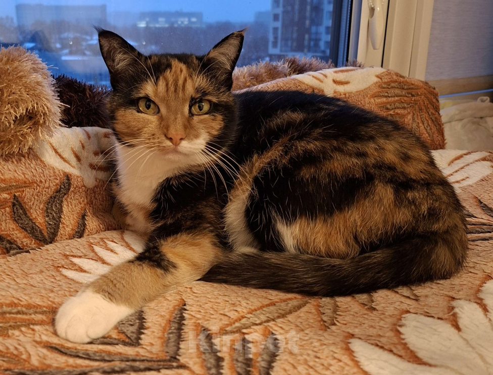 Кошки в Москве: Уютная спокойная кошечка Мармуська в добрые ручки Девочка, Бесплатно - фото 5