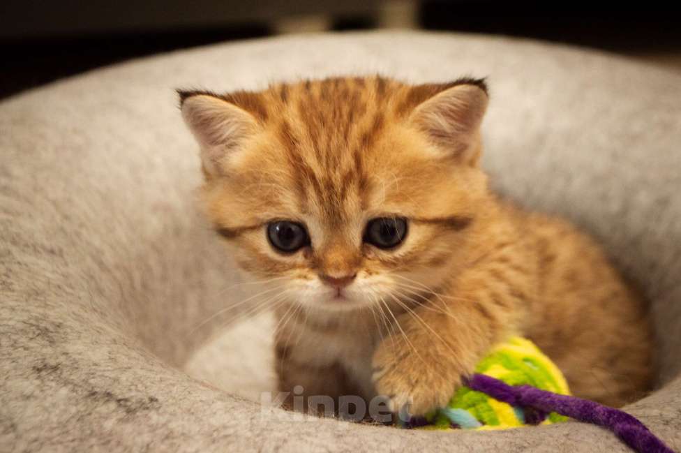 Кошки в Липецке: Шотландская кошечка Девочка, 25 000 руб. - фото 3