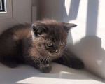 Кошки в Гатчине: Котята метисы от вислоухой шотландской Девочка, 1 500 руб. - фото 3