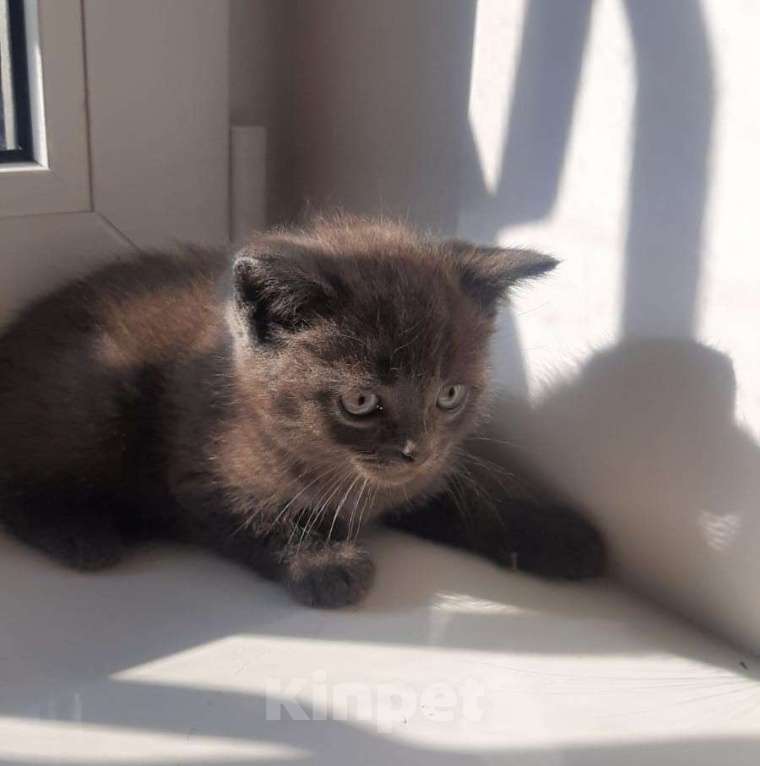 Кошки в Гатчине: Котята метисы от вислоухой шотландской Девочка, 1 500 руб. - фото 3