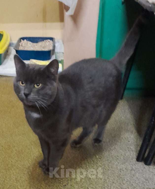 Кошки в Москве: Серьёзный Мурчело Мальчик, Бесплатно - фото 3