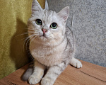 Кошки в Тамбове: Шотландский прямоухий котёнок Мальчик, 3 000 руб. - фото 1