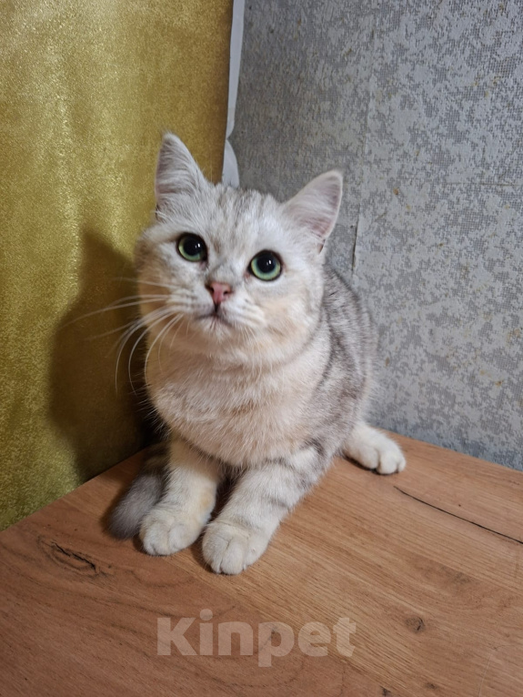 Кошки в Тамбове: Шотландский прямоухий котёнок Мальчик, 3 000 руб. - фото 1