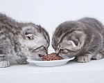Кошки в Ардоне: Шотландские котята, 6 000 руб. - фото 5