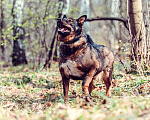Собаки в Москве: Харитон Мальчик, Бесплатно - фото 3