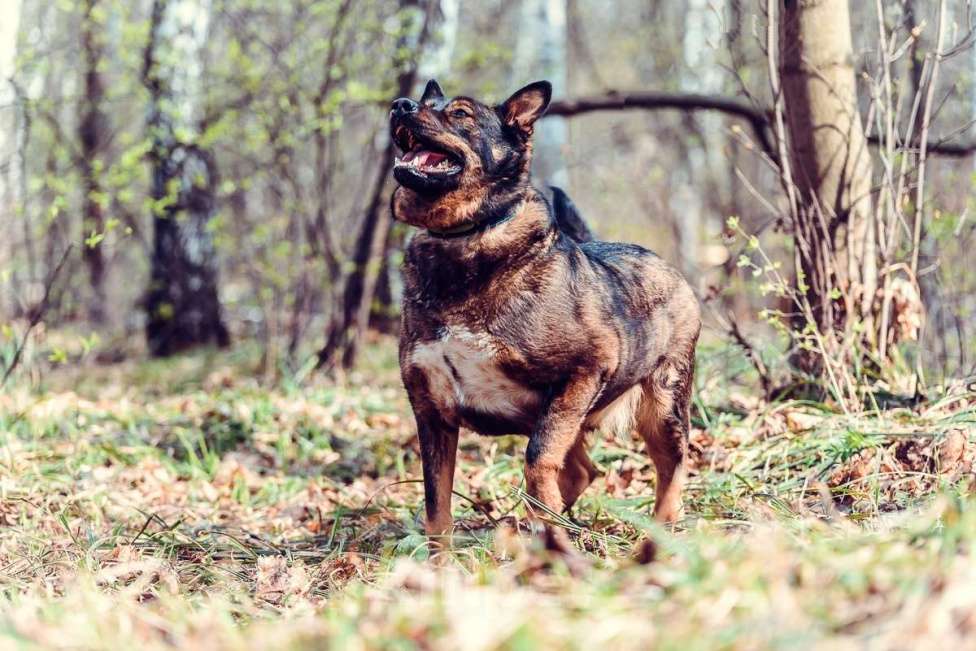 Собаки в Москве: Харитон Мальчик, Бесплатно - фото 3