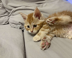 Кошки в Реутове: Котенок Полидакт Девочка, 15 000 руб. - фото 3