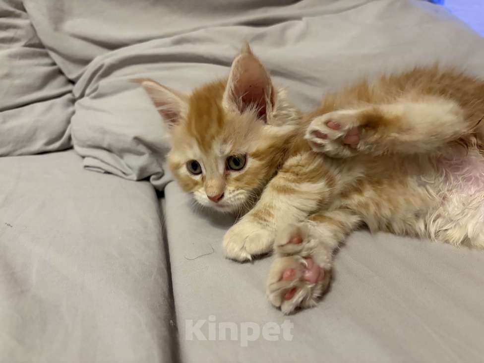 Кошки в Реутове: Котенок Полидакт Девочка, 15 000 руб. - фото 3
