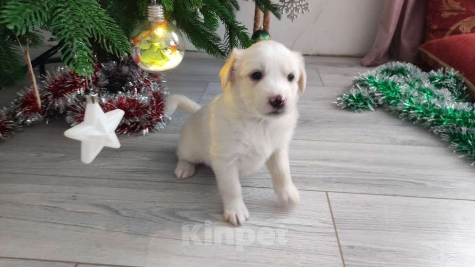 Собаки в Липецке: Бордер колли митис (пушистик) Мальчик, 15 000 руб. - фото 3