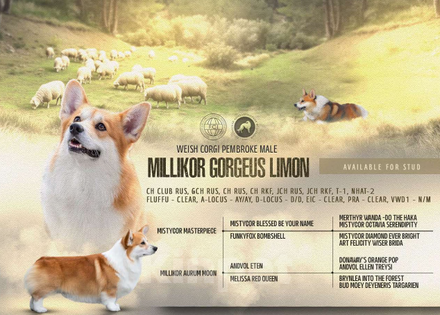 Собаки в Краснодаре: Вельш корги пемброк щенок девочка Девочка, Бесплатно - фото 5