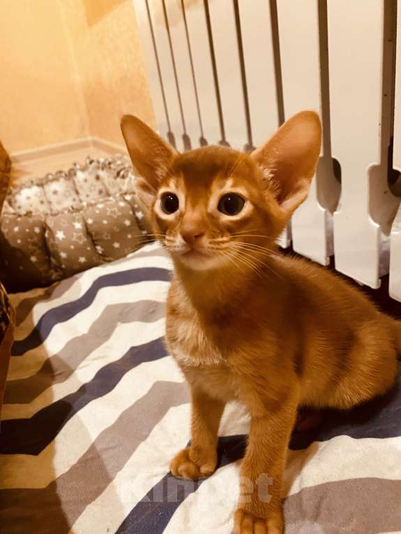 Кошки в Сочи: Абиссинский котик  Мальчик, 60 000 руб. - фото 5
